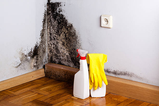 Best Attic Mold Removal  in Wayne, OH