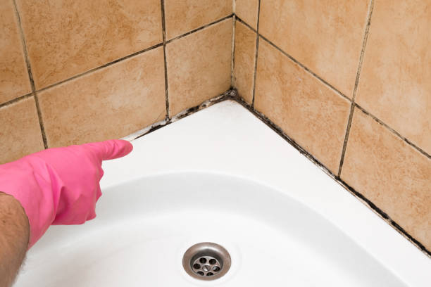 Attic Mold Removal in Wayne, OH